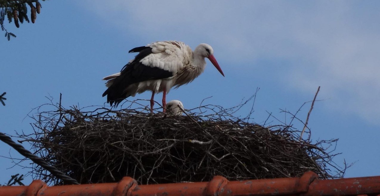 Storch, &copy; Hans Schmidt