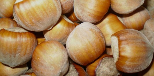 Viele Haseln&uuml;sse, &copy; Bayern Haselnuss