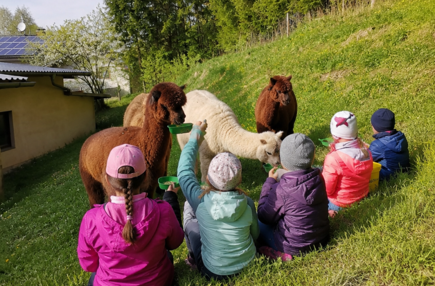 Alpakaf&uuml;tterung, &copy; Inn-Salzach Tourismus