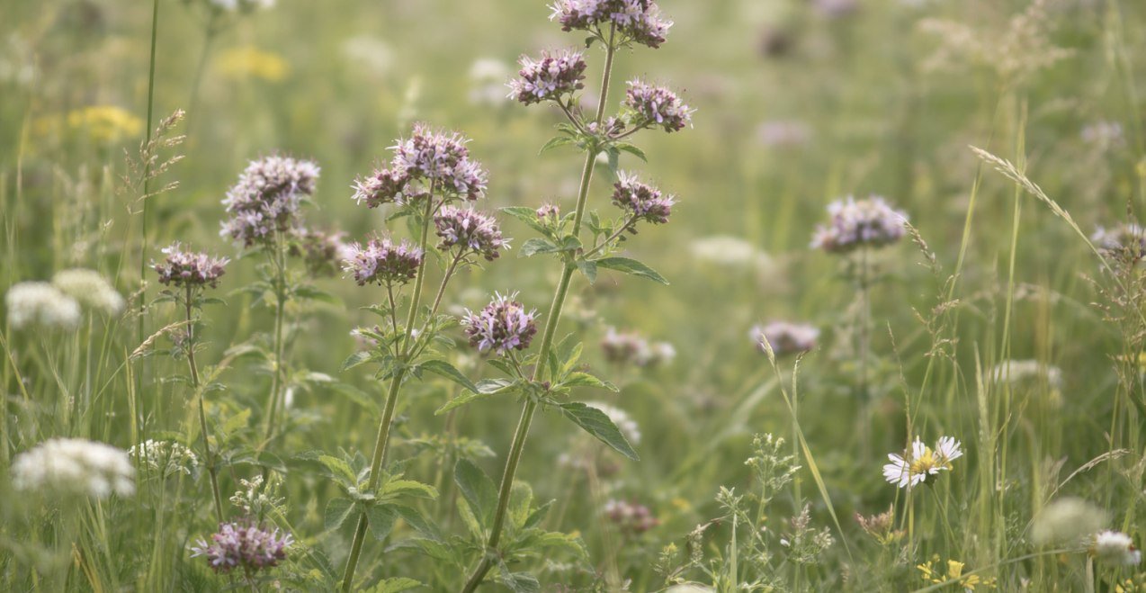 Oregano auf der Wiese, &copy; Inn-Salzach Tourismus