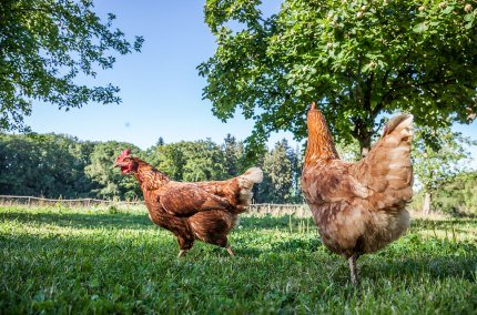 Puppentheater, &copy; Tourismusverband Inn-Salzach