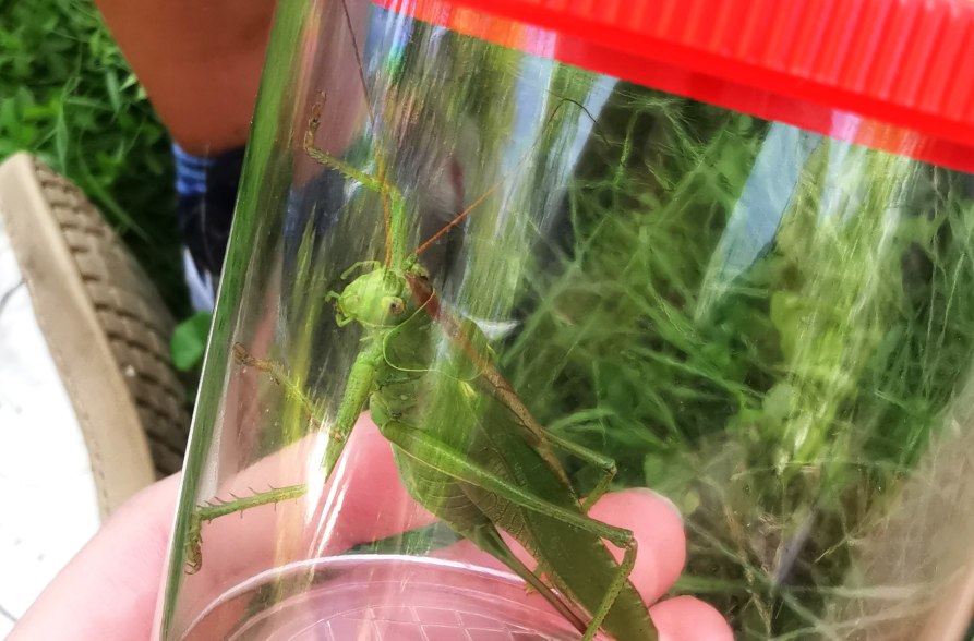 Natur erleben im Juni, &copy; Dorena Buchmeier