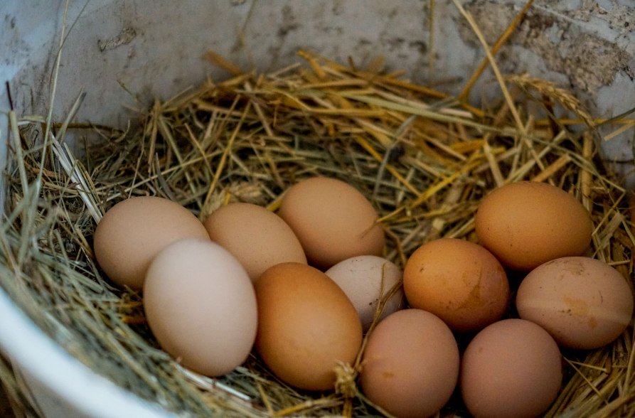 Eier auf Stroh, &copy; Schacherbauerhof