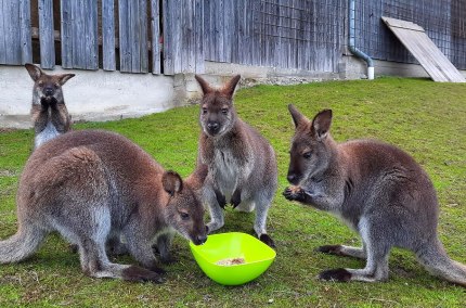 Wallabys beim Fressen, &copy; M&uuml;hlbach Alpakas