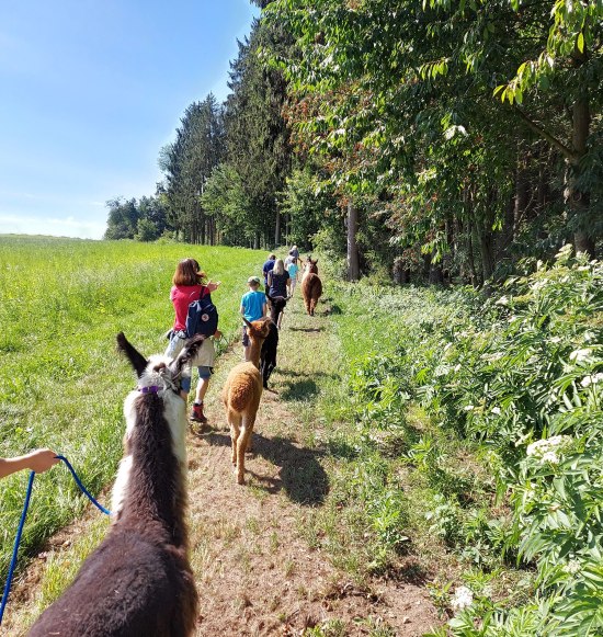 Alpakawanderung Winklhof, &copy; Winklhof