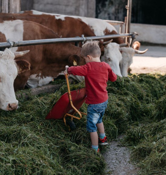 Junge füttert Kühe mit Gras, © Inn-Salzach Tourismus