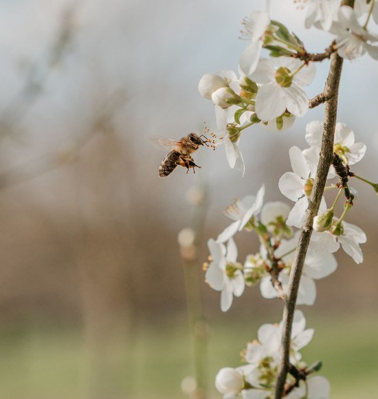 Natur erleben, Bienen entdecken, &copy; Tourismusverband Inn-Salzach