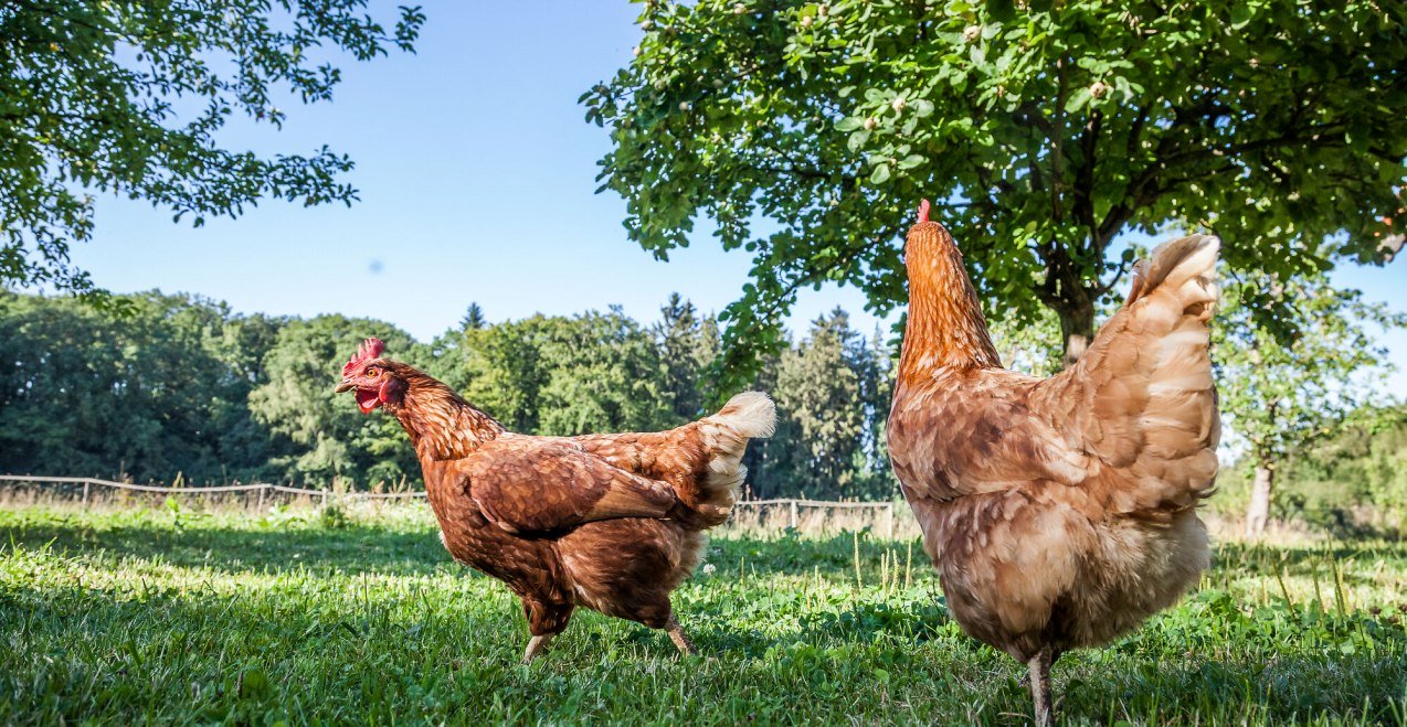 Puppentheater, &copy; Tourismusverband Inn-Salzach