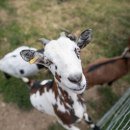 Ziege im Wildfreizeitpark Oberreith, © Inn-Salzach Tourismus