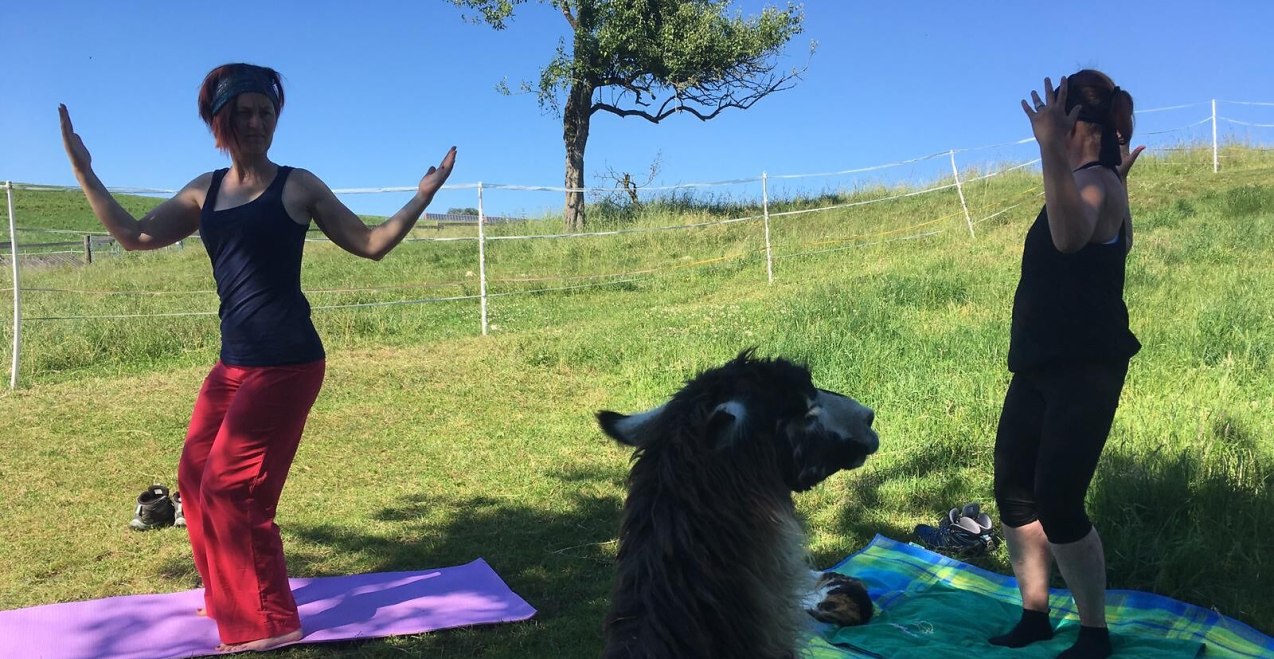 Lama-Oase Yoga, © Lama-Oase