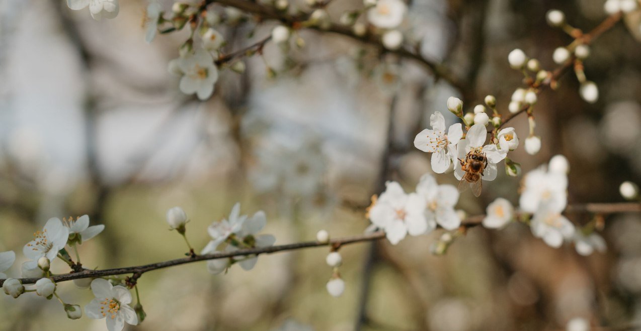 Biene an Blüte, © Inn-Salzach Tourismus