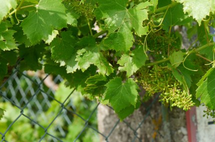 Weinfest in Haag i. OB., &copy; Tourismusverband Inn-Salzach