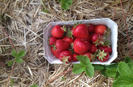 Erdbeeren vom Straßer Hof in Polling, © Inn-Salzach Tourismus