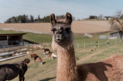 Lama auf der Weide, &copy; Inn-Salzach Tourismus