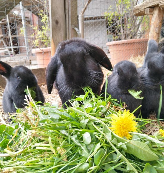 Hasen beim Wagnerhof, &copy; Wagnerhof