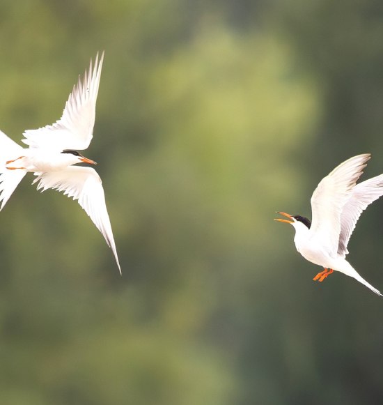 Flussseeschwalben, &copy; Stefan Schmidt