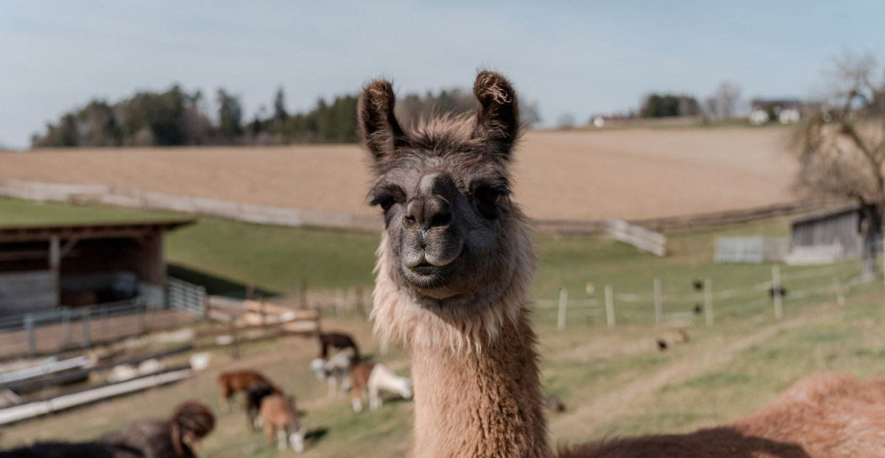 Lama auf der Weide, &copy; Inn-Salzach Tourismus