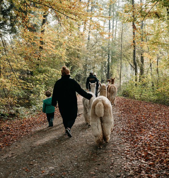 Alpakawanderung Gruppe, © Inn-Salzach Tourismus