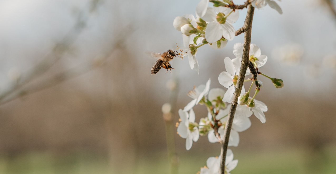 Natur erleben, Bienen entdecken, &copy; Tourismusverband Inn-Salzach