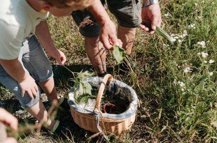 Kräuter sammeln auf der Wiese, © Inn-Salzach Tourismus