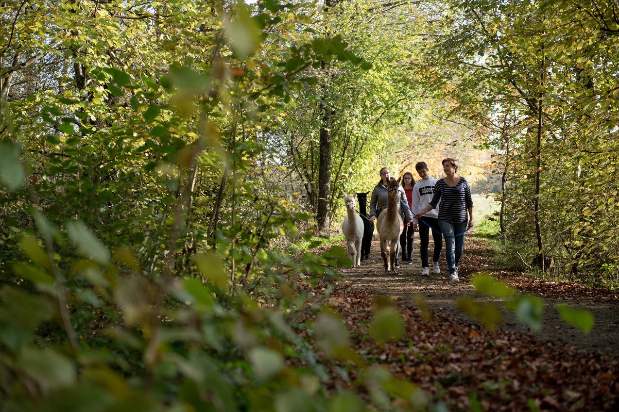 Alpakawanderung bei der Niedergerner Alpaka Ranch, © Inn-Salzach Tourismus