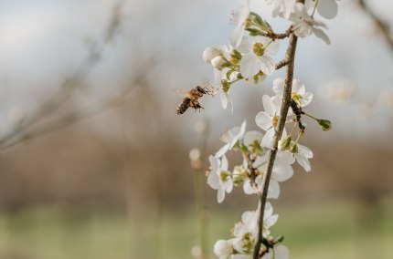 Natur erleben, Bienen entdecken, &copy; Tourismusverband Inn-Salzach