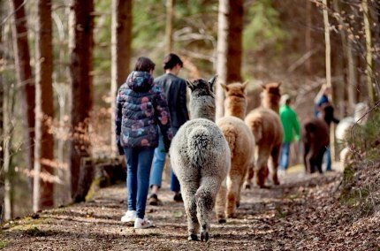 Alpakas bei einer Alpakawanderung im Wald, © Inn-Salzach