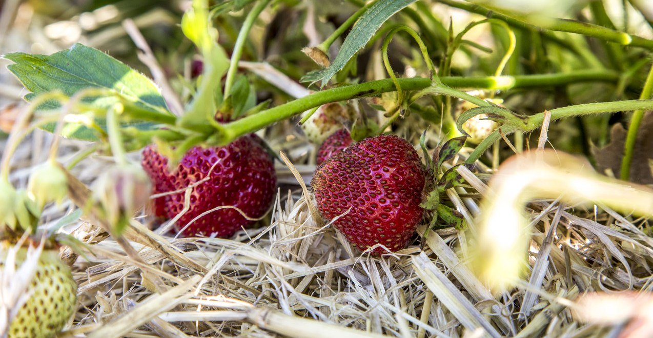 Erdbeeren aus der Inn-Salzach Region, © Inn-Salzach Tourismus