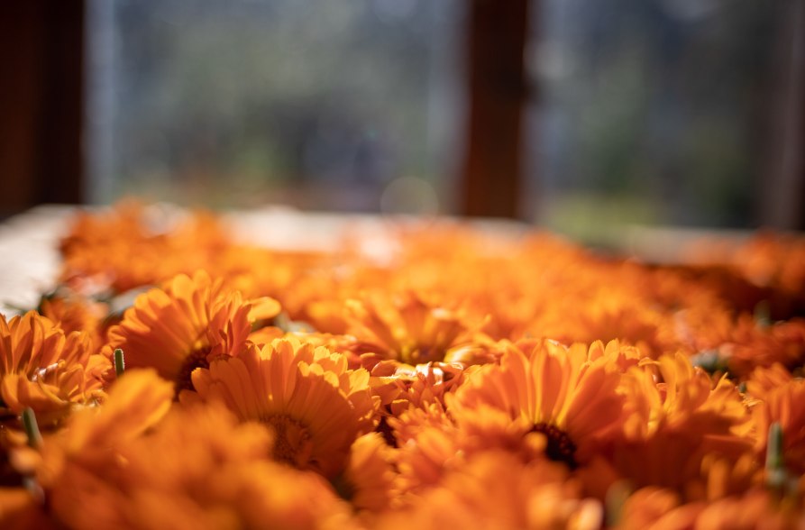 Ringelblumen beim Trocknen, © Inn-Salzach Tourismus