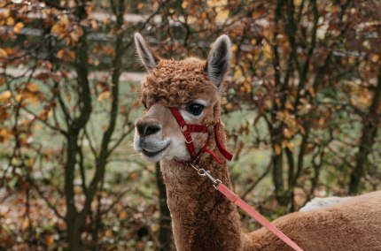 Alpaka an der Leine, &copy; Inn-Salzach Tourismus