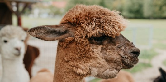 Alpakakopf von der Seite, © Inn-Salzach Tourismus