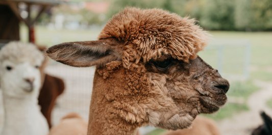 Alpakakopf von der Seite, &copy; Inn-Salzach Tourismus
