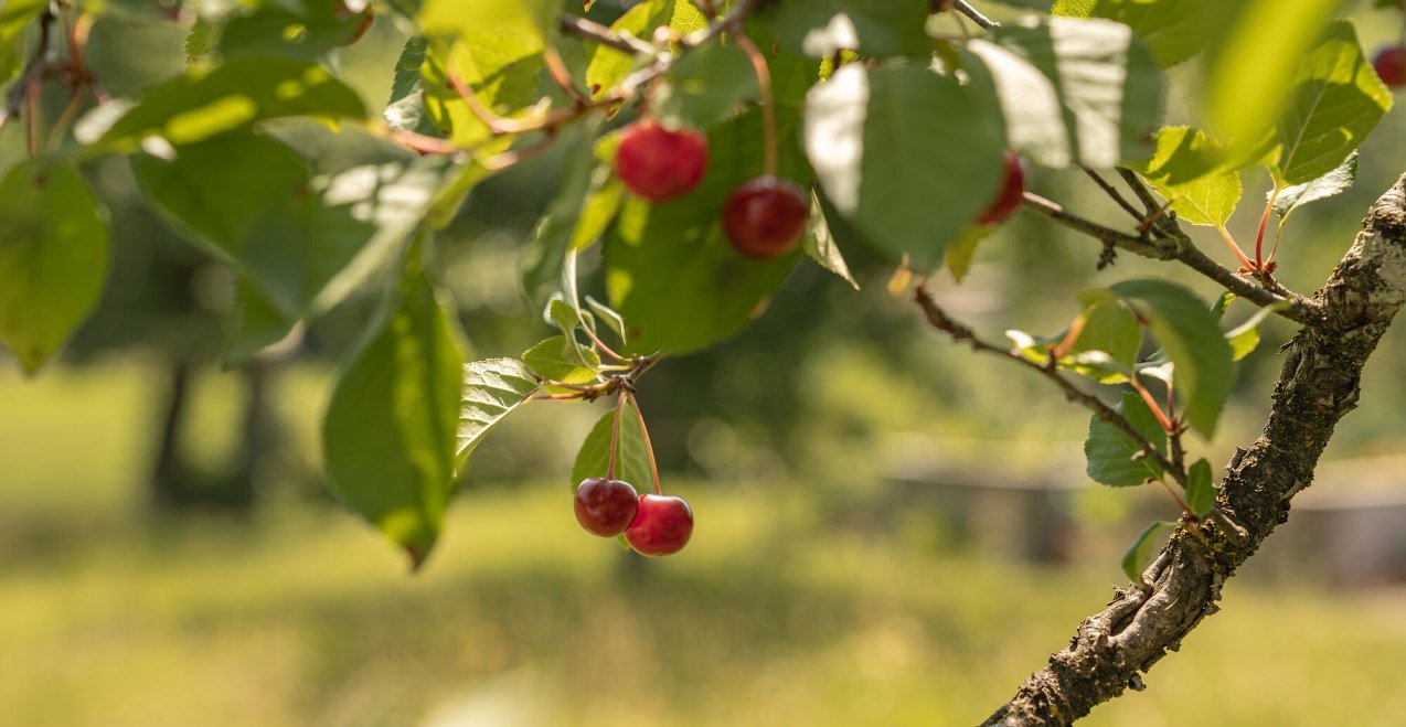 Obstwanderung in Waldkraiburg, &copy; Tourismusverband Inn-Salzach