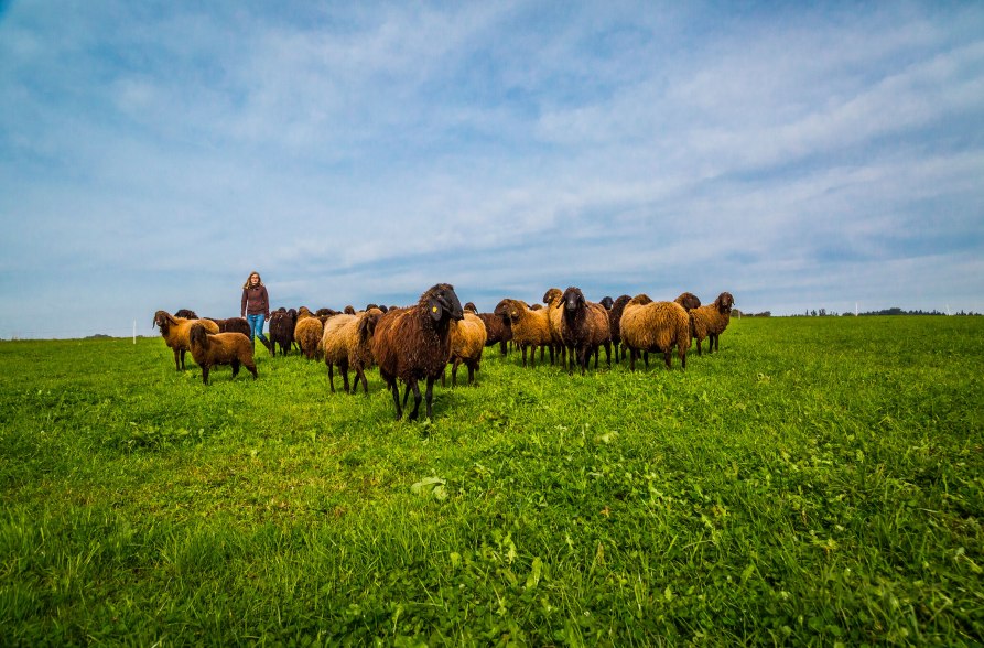 Bergschafherde mit Frau, &copy; Inn-Salzach Tourismus