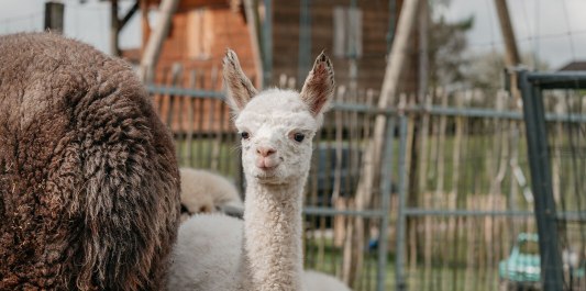 Weißes Alpaka der Niedergerner Alpakaranch, © Inn-Salzach Tourismus