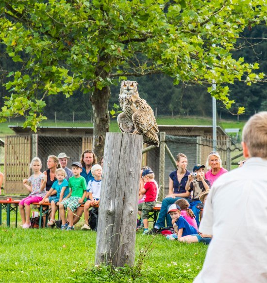 Besucher bei der Greifvogel-Show im Wildfreizeitpark Oberreith, © Inn-Salzach Tourismus