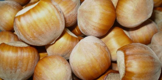 Haselnüsse Bayern Haselnuss, © Bayern-Haselnuss