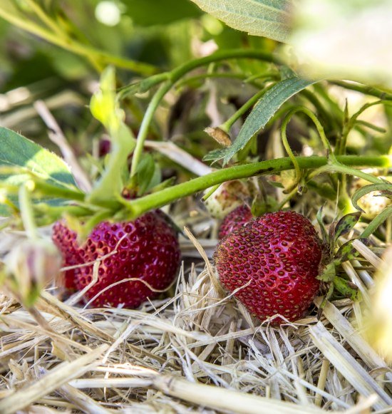 Erdbeeren auf dem Erdbeerfeld, &copy; Inn-Salzach Tourismus