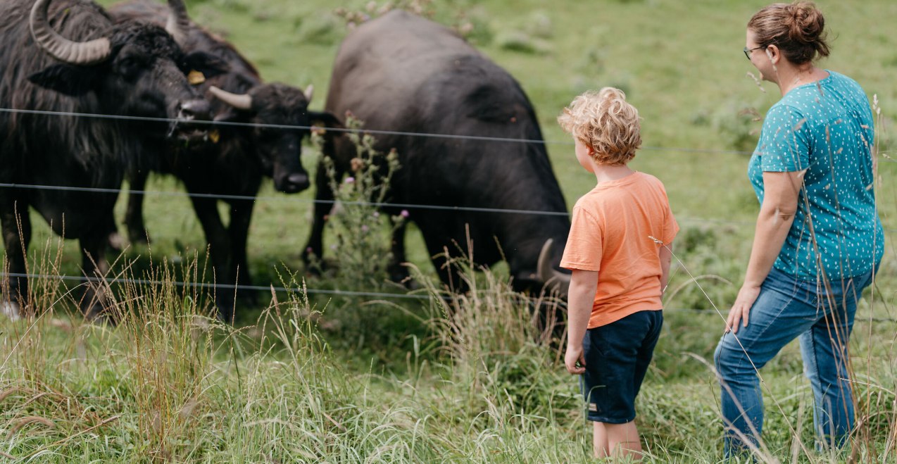 Wasserb&uuml;ffel Jettenbach, &copy; Inn-Salzach Tourismus