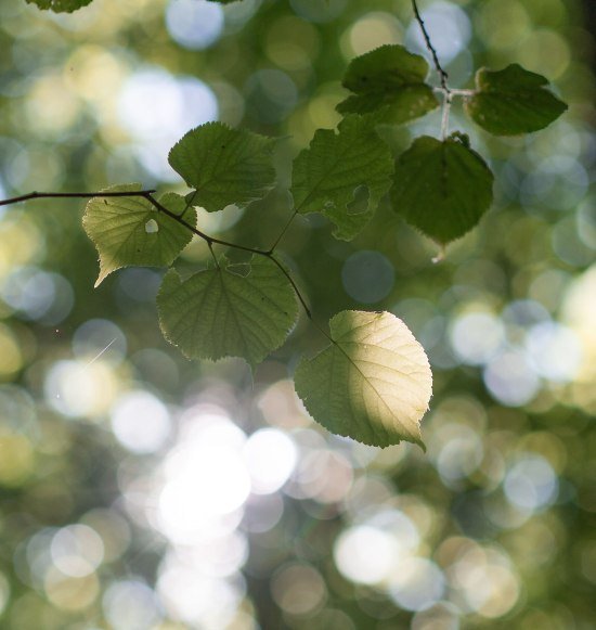Bl&auml;tter im Wald, &copy; Inn-Salzach Tourismus