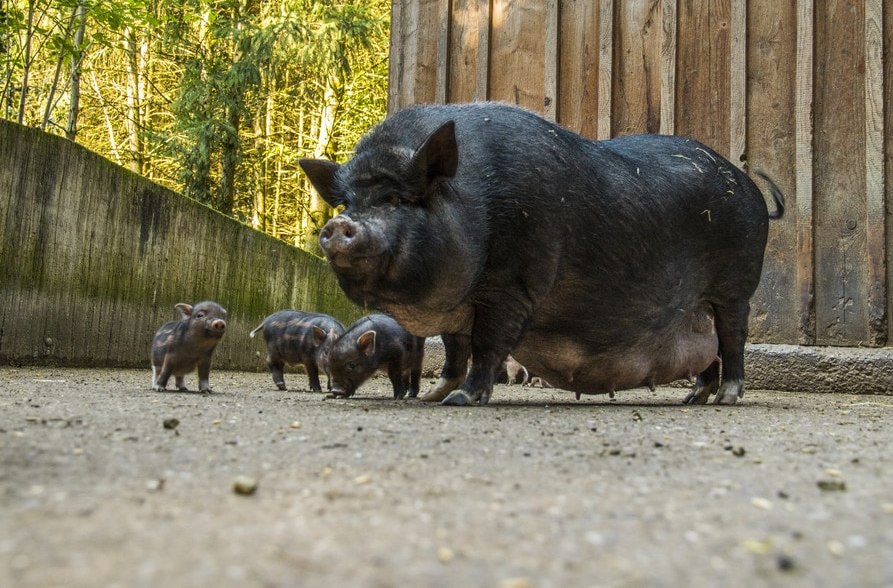 Hängebauchschwein im Wildfreizeitpark Oberreith, © Landratsamt Mühldorf a. Inn