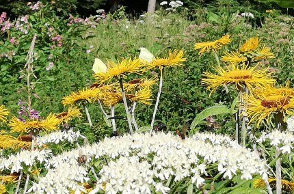 Blumen und Kr&auml;uter in Trostberg, &copy; Andrea Rrieplhuber