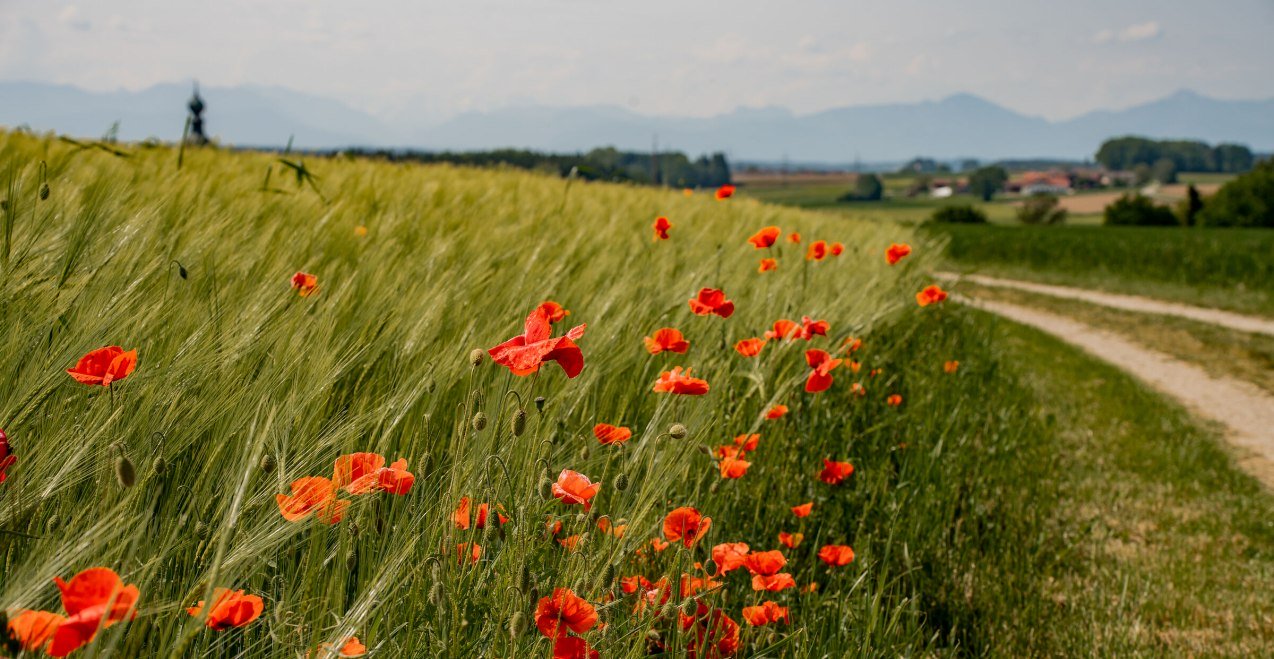 Mohn blüht rot am Feldrand, © Inn-Salzach Tourismus