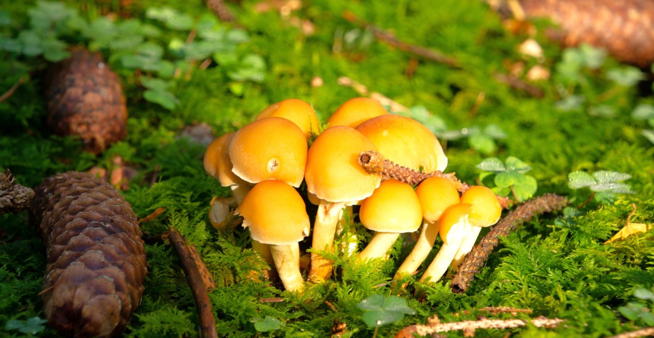 Natur erleben im Oktober, © Isolde Ulbig