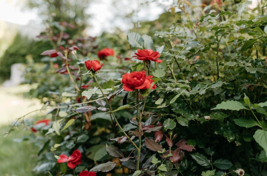 Wildrosen im Umweltgarten Klugham, &copy; Inn-Salzach Tourismus