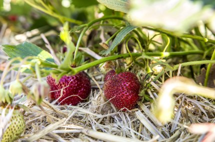 Erdbeeren aus der Inn-Salzach Region, © Inn-Salzach Tourismus
