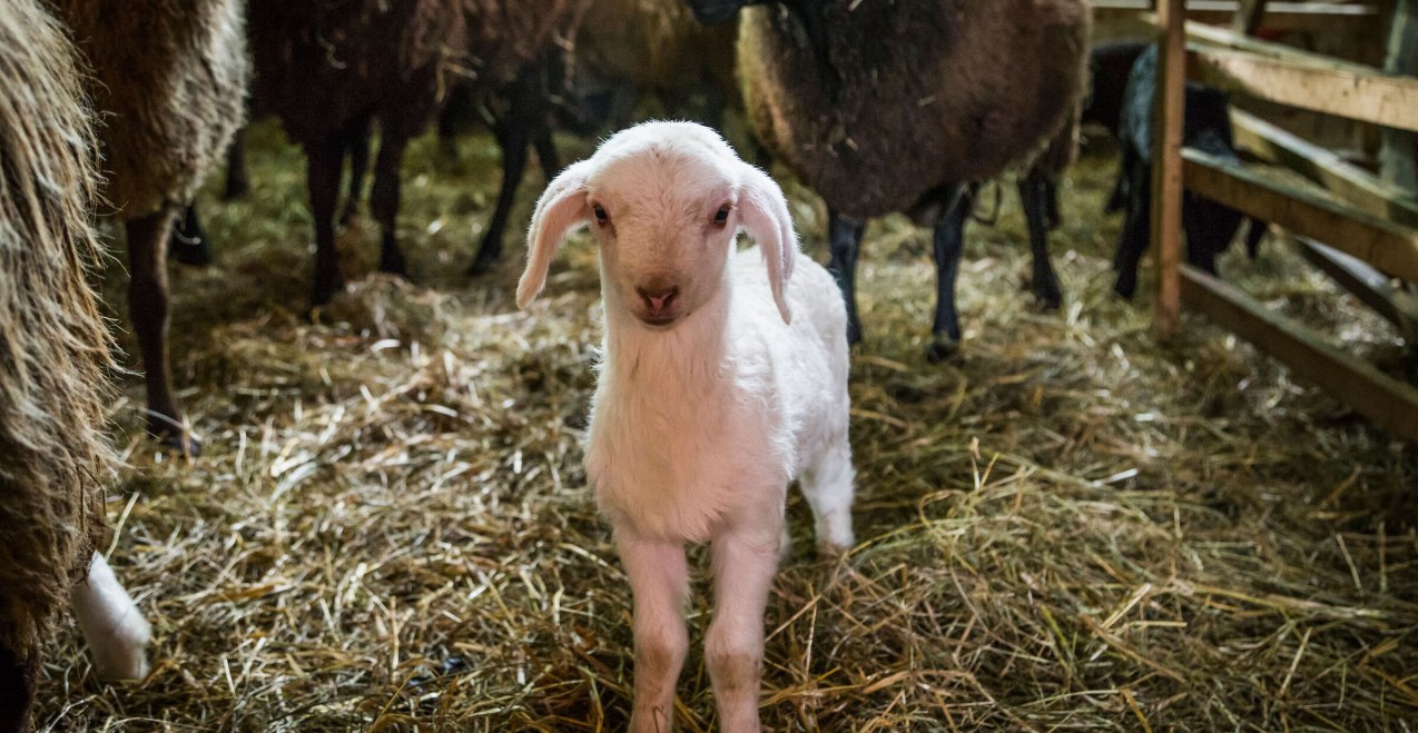 Misthilger Hof, &copy; Landratsamt M&uuml;hldorf a. Inn