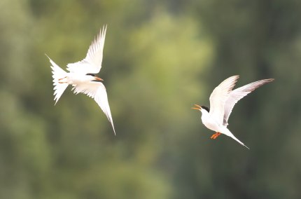 Flussseeschwalben, &copy; Stefan Schmidt