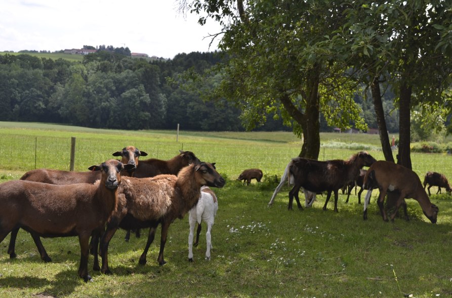 Gozmanhof Reichertsheim, © Gozamnhof