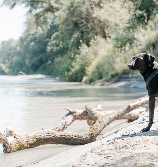 Hund am Innstrand M&uuml;hdlorf a. Inn, &copy; Inn-Salzach Tourismus